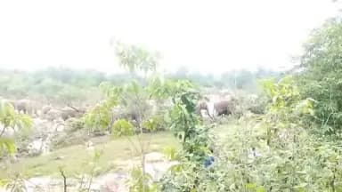 ପାଟଣା: ମହୁଲଡିହା ହୁଡିରେ ହାତୀପଲ ଲୋକେ ଭୟଭୀତ