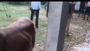 হলদিবাড়ি: চ্যাংড়াবান্ধা সীমান্তে আটটি গরুসহ বাংলাদেশি নাগরিক আটক
