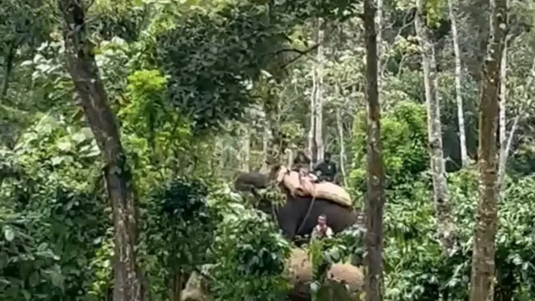 ವಿರಾಜಪೇಟೆ: ಚಂಬೆಬೆಳ್ಳೂರುರಿನಲ್ಲಿ ಕಾಡಾನೆಯನ್ನ ಸೆರೆ ಹಿಡಿದ ಅರಣ್ಯ ಇಲಾಖೆ