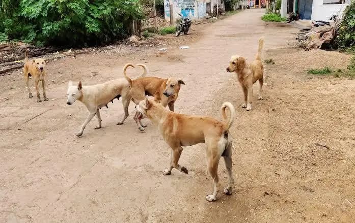 ಮಡಿಕೇರಿ: ಕೂಡಿಗೆ ಗ್ರಾಮದಲ್ಲಿ ವೃದ್ಧನ ಮೇಲೆ ಬಿಳಿ ನಾಯಿಗಳ ದಾಳಿ; ಗಾಯಗೊಂಡು ಆಸ್ಪತ್ರೆಗೆ ದಾಖಲಿಕೆ