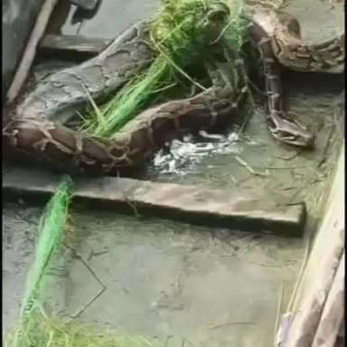 नौतन: लक्ष्मीपुर में मछली पकड़ने के दौरान जाल में फंसा विशालकाय अजगर, देखने उमड़ी भीड़