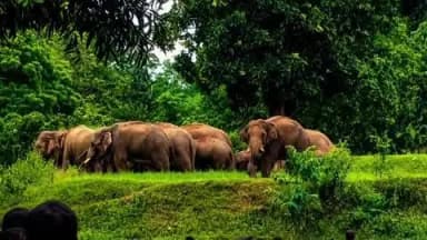 ଘସିପୁରା: ଘଟଗାଁ ରେଞ୍ଜ ବଡମହୁଲଡିହା ଗ୍ରାମରେ ଡେରା ପକାଇଛନ୍ତି ୨୦ଟିକିଆ ହାତୀପଲ