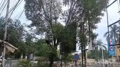 କଟକ ସଦର: କଟକ ମଧୁପାଟଣା ଛକରେ ପୁରୁଣା ଗଛ କାଟିବାକୁ ନେଇ ବିରୋଧ