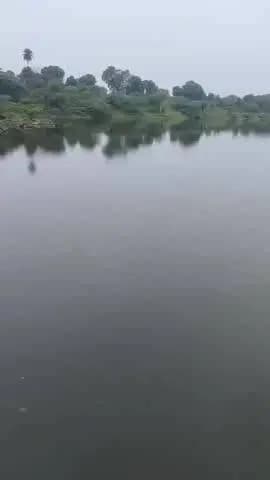हमीरगढ़: बरसात की आड़ में बनास में 'काला जहर', प्रोसेस हाउस से फिर छोड़ा जा रहा केमिकलयुक्त पानी, जलीय जीवों की मौत से बढ़ी चिंता