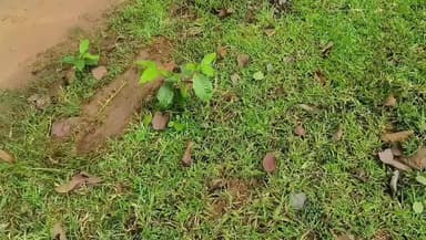 सूरजपुर: सूरजपुर में हाथी के हमले से बाइक सवार की दर्दनाक मौत, कुचलने से मृतक का सिर और धड़ अलग-अलग हुआ