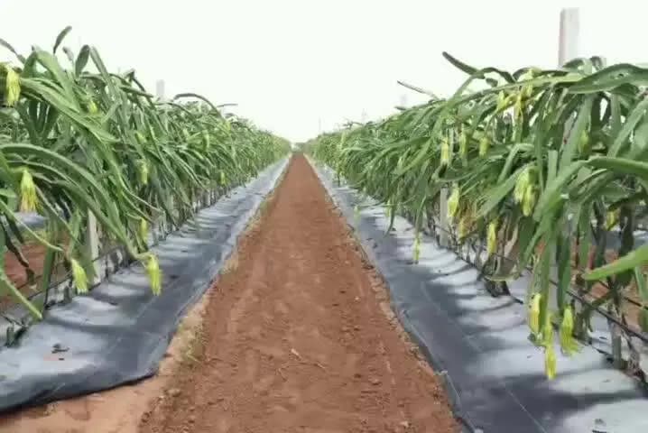 జనగాం: డ్రాగన్ ఫ్రూట్ సాగుతో రైతులు అధిక ఆదాయం పొందేలా ప్రోత్సహించాలి జనగాం జిల్లా కలెక్టర్ సందీప్ కుమార్ ఝూ