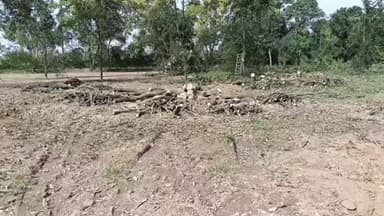 कैराना: मोहम्मदपुर राई के जंगल में हरे पेड़ों के कटान में ठेकेदार समेत अन्य पर होगी कार्रवाई, जांच में अवैध पेड़ कटान मिला