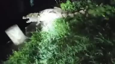 मानपुर: मानपुर के सेमरा में रहवासी इलाके में मगरमच्छ दिखने से हड़कंप, वन विभाग की टीम ने किया रेस्क्यू