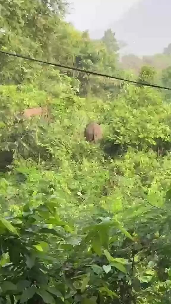 కురుపాం: పార్వతీపురం మన్యం జిల్లాలో ఏనుగుల బీభత్సం: పంటలు ధ్వంసం, ఆందోళనలో రైతులు