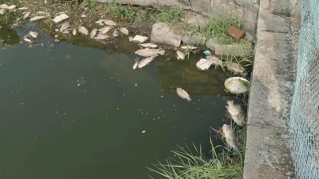 सासाराम शेरशाह सूरी के पानी रौजा में मरी अनगीनत मछली सडने से दे रहा बदबु प्रशासन और रौजा ट्रस्टी चुप
