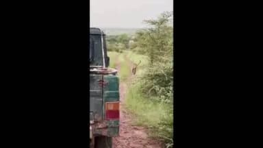 लाडपुरा: मुकंदरा में ऐरोहेड की बेटी कनकटी की झलक देख पर्यटकों ने कहा- इसके ठाठ किसी रानी से कम नहीं, पर्यटकों को खूब रास आ रहा