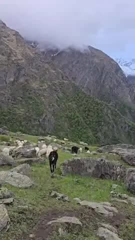 सोलन: धूहर में बाघ की दहशत, 15 बकरियों का किया शिकार