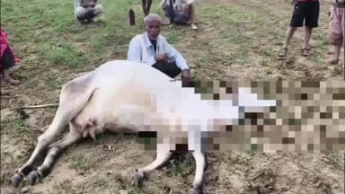 चकरनगर: जांगरा गाँव में आकाशीय बिजली गिरने से पशुपालक की कीमती दुधारू गाय मरी, तहसील प्रशासन से आर्थिक मदद की गुहार