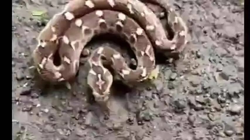 लोहरदगा: धान के खेत में खाद डाल रहे किसान को रसेल वाइपर ने काटा, पैर हुआ लहूलुहान
