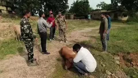 भरनो: रायकेरा गांव में बजरंग दल ने 27 गौवंशीय पशुओं को पुलिस को सौंपा, जांच में जुटी पुलिस