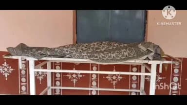 ଧର୍ମଗଡ: କର୍ମେଲିରେ ଅଘଟଣ, ଗଛରେ ଫାଶୀ ଦେଇ ଯୁବକ ର ଆତ୍ମହତ୍ୟା