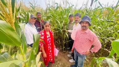 अरैन: अरांई क्षेत्र में रैपिड रोविंग सर्वे, मूंग में पीत शिरा मोजेक का हल्का प्रकोप, टीम पहुंची संयुक्त निर्देशन के नेतृत्व में