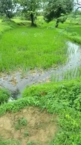 NH43 भलौर पोल्ट्री फार्म