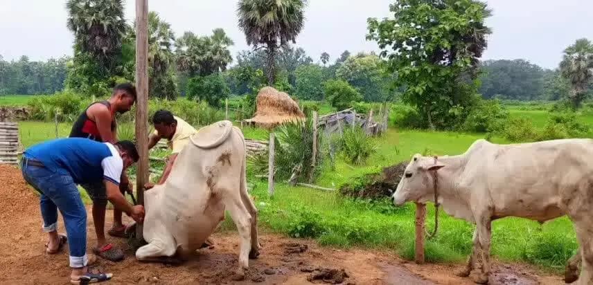 ତାଳଚେର: ଓଲଣ୍ଡା ଗ୍ରାମରେ ବନ ବିଭାଗ ପକ୍ଷରୁ ଗୃହପାଳିତ ପଶୁଙ୍କୁ ଟିକାକରଣ କାର୍ଯ୍ୟକ୍ରମ ଅନୁଷ୍ଠିତ