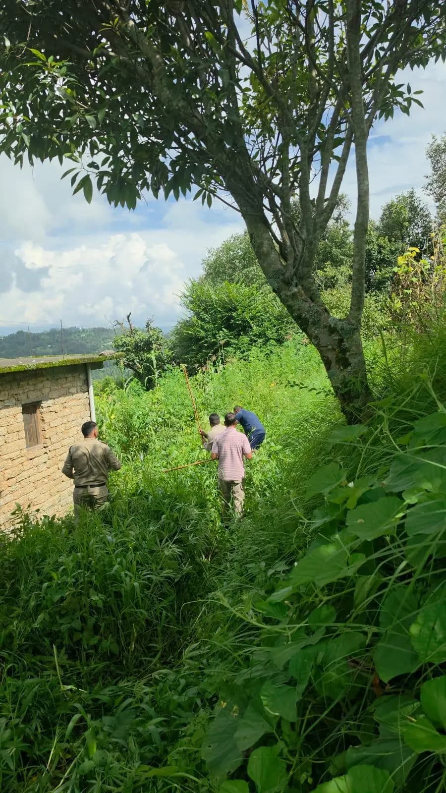 पिथौरागढ़ में भांग की अवैध खेती ध्वस्त, पुलिस ने सख्त कार्रवाई की