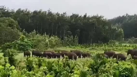 ಬೇಲೂರು: ಬೇಲೂರು ಬಳಿ 40ಕ್ಕೂ ಹೆಚ್ಚು ಕಾಡಾನೆಗಳ ದಂಡು ಪ್ರತ್ಯಕ್ಷ: ಅಪಾರ ಬೆಳೆ ಹಾನಿ, ಆತಂಕದಲ್ಲಿ ಗ್ರಾಮಸ್ಥರು