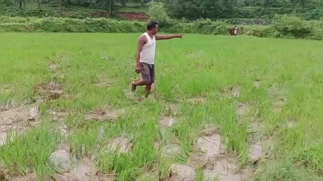 खूंटी: किशुनपुर मांझी टोली गांव जंगली हाथी ने डेढ़ एकड़ खेत में लगे धान का फसल को पहुंचाया नुकसान
