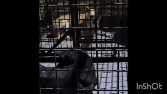 കൊല്ലം: ഉളിയക്കോവിലിൽ ആറ് പേരെ കടിച്ച പട്ടിയെ അർദ്ധരാത്രി സാഹസികമായി പിടികൂടി