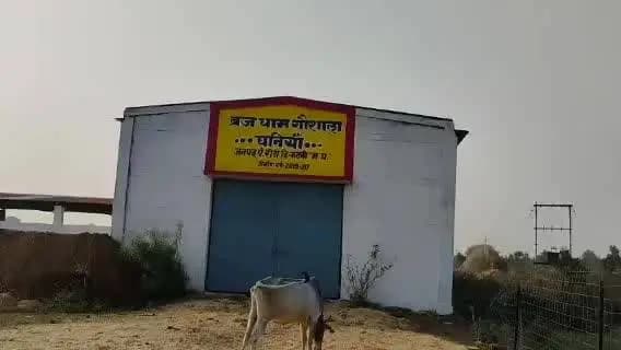 कटनी ग्रामीण: रीठी तहसील क्षेत्र में गौशालाएं बनीं शो-पीस, सड़कों पर मवेशियों का जमावड़ा