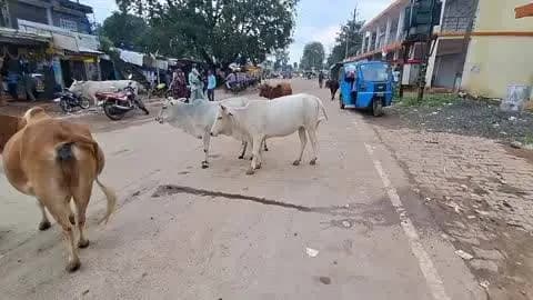 बड़वारा: बड़वारा मुख्यालय में सड़क पर मवेशियों के कारण लगातार हो रहे हादसे, जिम्मेदार बेपरवाह