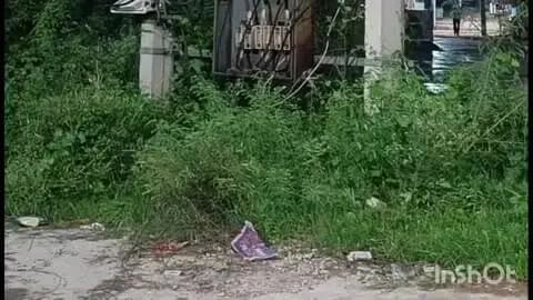 भितरवार: नगर भितरवार में डीपी के पास झाड़ियां, बिजली विभाग की लापरवाही से बड़े हादसे का डर