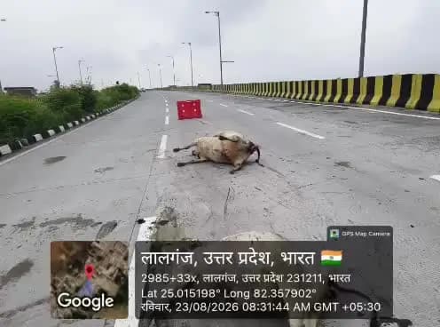 lalganj me suubah subah aj 4 gaye ka accident ho gaya
