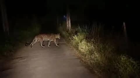 गोंडा: धानेपुर क्षेत्र के मेहनौन गांव में जंगली जानवर तेंदुआ दिखने से ग्रामीणों में दहशत, रात में खेत देखने जाते समय दिखाई पड़ा