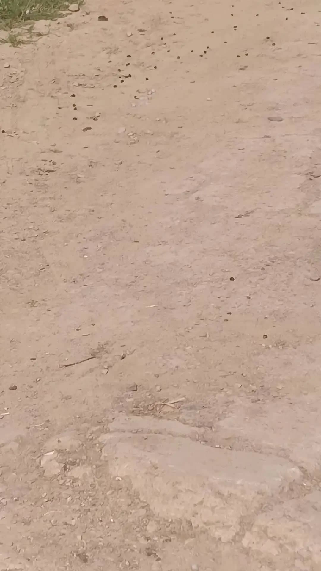 ganesh pura ke shamne ka ye hal hi bimariyo ka katra h bacho ko bhoht badbu aati hai kaloni vo ganesh pura ke vasiyo ko