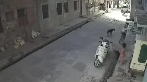 लाडपुरा: छावनी में आवारा कुत्ते ने बच्ची पर किया खूंखार हमला, सड़क पर पटककर घसीटा और नोंचा, सीसीटीवी में आया सामने