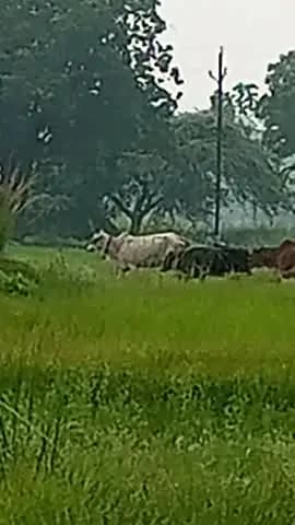 बिजय शंकर यादव उर्फ लांगा ,, गांव सवरा गोपालपुर गए तस्कर