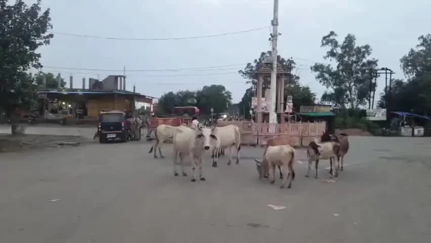 कौंच: कोंच में पंचानन चौराहे के पास आवारा गौवंशों से राहगीर परेशान, हादसे का खतरा बना रहता है