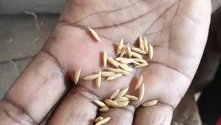 বিশালগড়: সোনামুড়া ধান কেনা নিয়ে উত্তেজনা! ৫ শতাংশ ধান বাদ দেওয়ার অভিযোগে ক্ষুব্ধ কৃষক।
