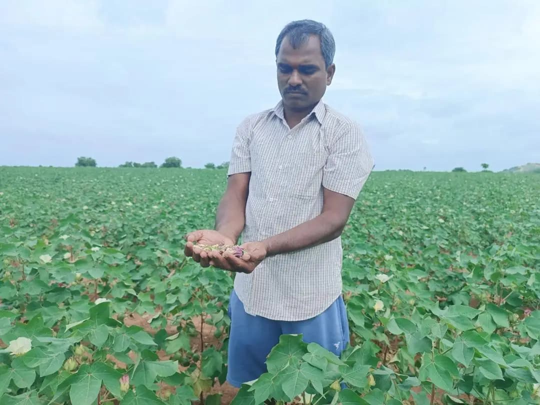 నారాయణపేట్: నారాయణపేటలో ఎండిపోతున్న పంటలు: ఎకరాకు 20,000 నష్టపరిహారం ఇవ్వాలని రైతుల డిమాండ్
