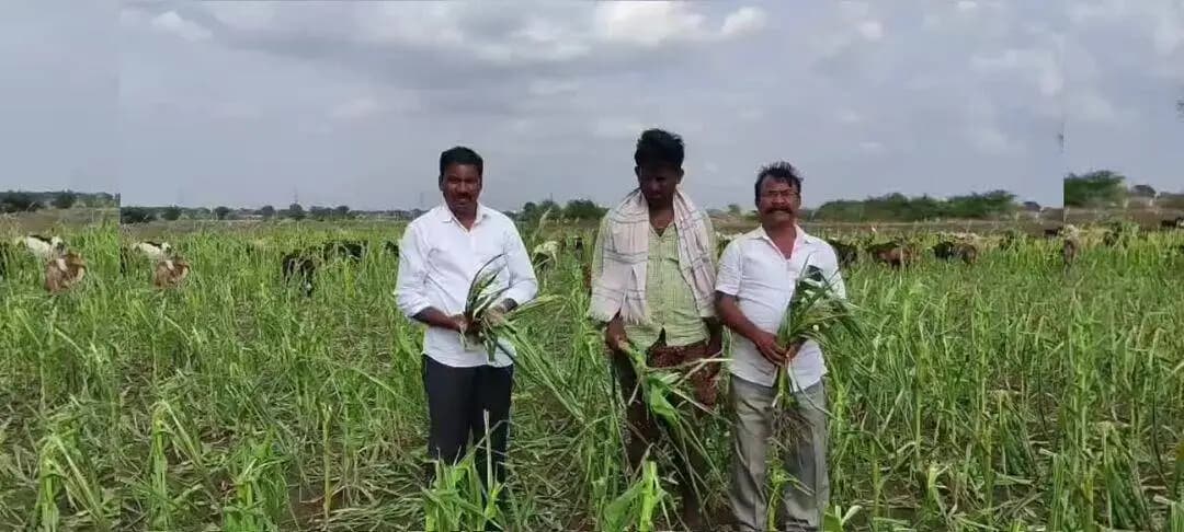 నందికోట్కూరు: ఎండిపోయిన మొక్కజొన్న పంటలనుగొర్రెలకు మేతగా వదిలేస్తున్నరైతులు ప్రభుత్వం స్పందించాలి గౌరీశ్వర నాయుడు