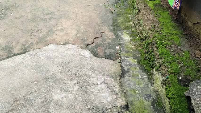 फरसाबहार: बारिश थमते ही जहरीले सांपों का खतरा बढ़ा, ग्रामीण टॉर्च के सहारे सतर्क