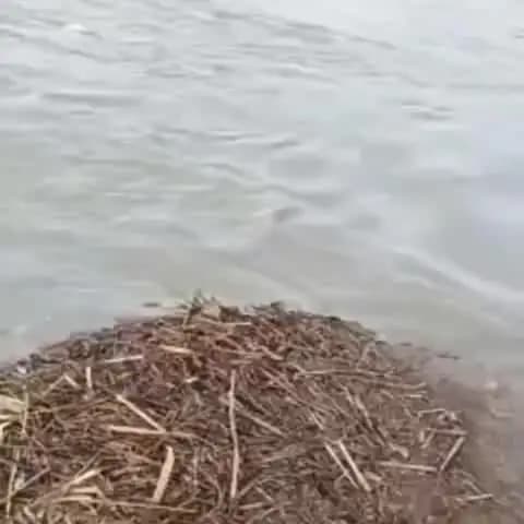 जोगापट्टी: योगापट्टी में गंडक नदी के भीषण कटाव से कई घर नदी में समाए, विस्थापन का संकट