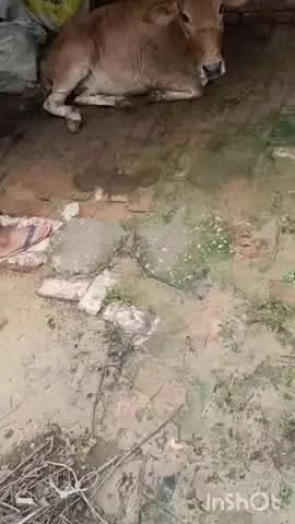 नजीबाबाद: सैफाबाद व मीरमपुर बेगा में फैल रही लंम्पी व गला घोटू की बीमारी से 10-12 दिन में पांच पशुओं की हुई मौत