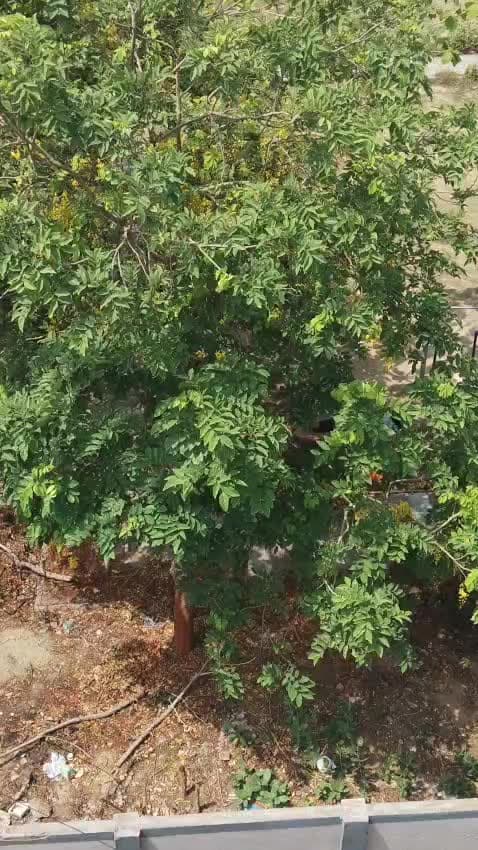 # new katra triveni gas park me koi lights nhi jal rahi h