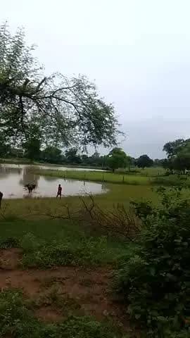 @@ ग्राम टिकुरी में एक शेर का बच्चा देखा। गया ||