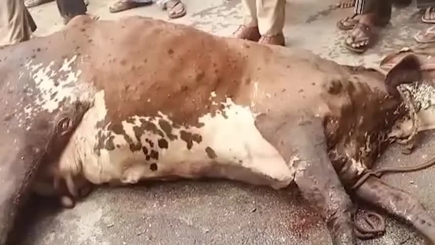 देहरादून: देहरादून में गोवंश के साथ क्रूरता, ट्रैक्टर-ट्रॉली से बांधकर घसीटा; आरोपी गिरफ्तार