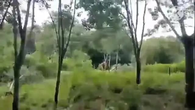 তেলিয়ামুড়া: উত্তর কৃষ্ণপুর এলাকায় একটি রাবার বাগানে বন্যহাতি দেখতে পেয়ে আতঙ্কে পড়ে যায় এলাকার লোকজন