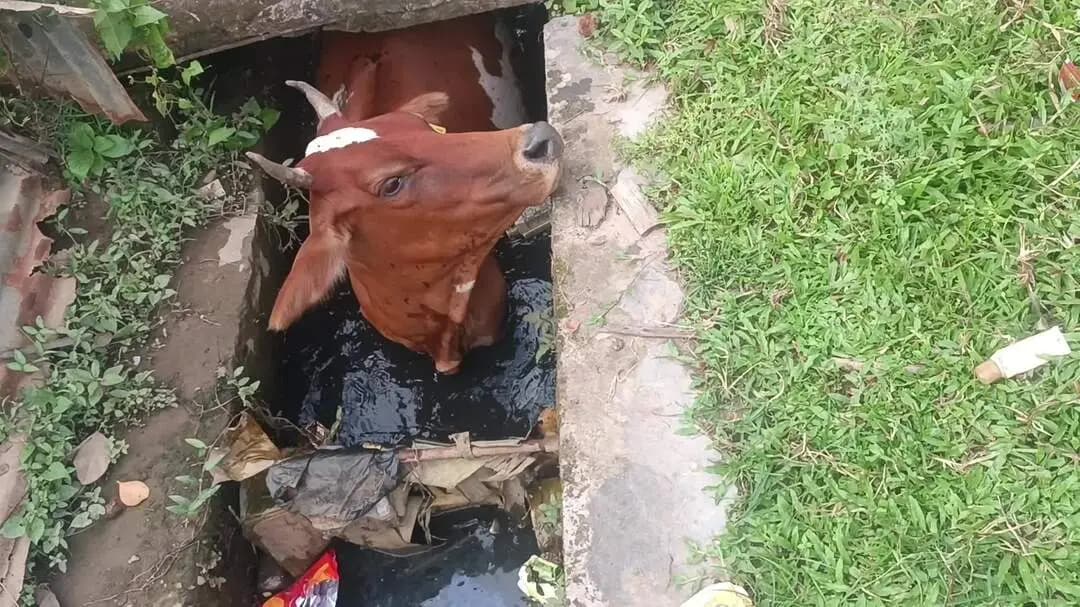 কৈলাশহর: কৈলাসহর গোবিন্দপুরে একটি ড্রেনের মধ্যে গরু পরে যায়