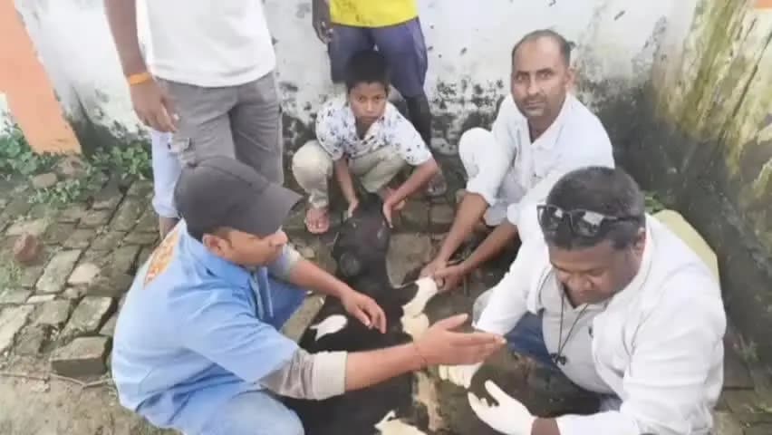 लालगंज: बिलरियागंज विकास खंड क्षेत्र में सड़क हादसे में घायल बछड़े और सांड का उपचार कराया गया, ग्रामीणों की पहल से बची जान