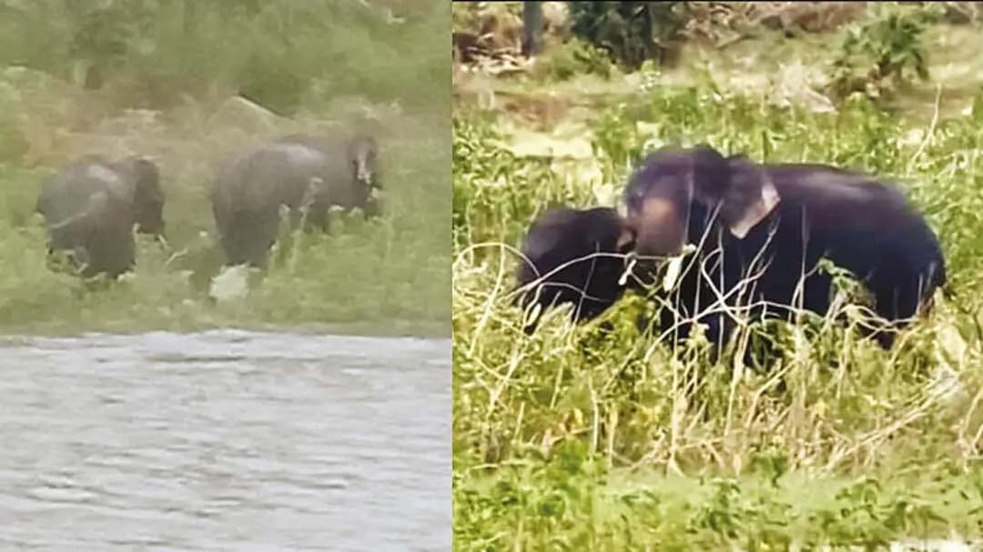 தென்காசி: காட்டுயானைகள்-சிறுத்தைகள் கிராமங்களில் அச்சம் வளையே பரவும் சம்பவம்!