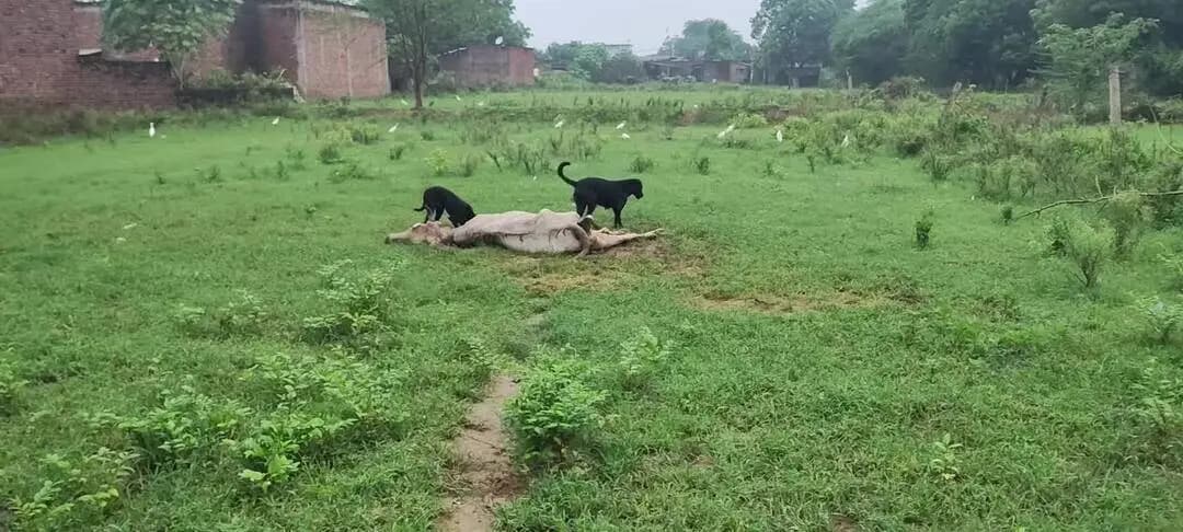 सीयर देवी मोड़ पर खेत में मरी पड़ी है गाय को कुत्ते खा रहे हैं लेकिन यहां कोई सुनवाई नहीं है